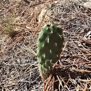 Opuntia sp. at Isaacs, ACT - 11 Mar 2025 04:37 PM