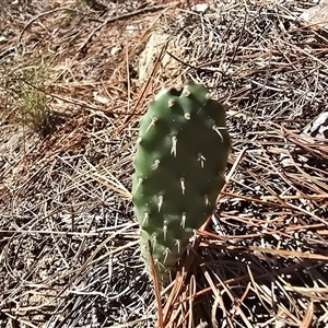 Opuntia sp. (Prickly Pear) at Isaacs, ACT - Yesterday by Mike