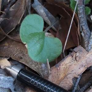 Dichondra repens (Kidney Weed) at Shannons Flat, NSW - 28 Feb 2025 by AndyRoo