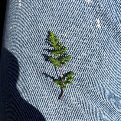 Cheilanthes sieberi subsp. sieberi (Mulga Rock Fern) at Rendezvous Creek, ACT - 17 Feb 2025 by JamesVandersteen