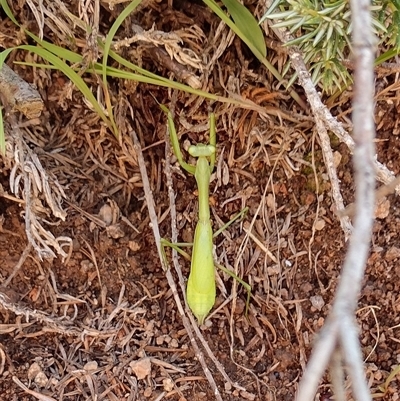 Pseudomantis albofimbriata at Chisholm, ACT - 11 Mar 2025 by PatMASH