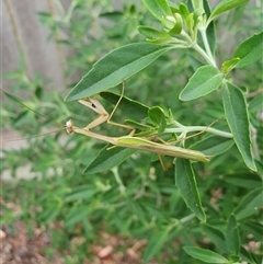 Unidentified Praying mantis (Mantodea) by jmcleod