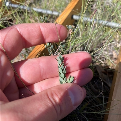 Unidentified Plant at Rendezvous Creek, ACT - 17 Feb 2025 by JamesVandersteen