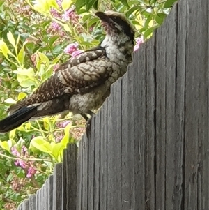 Eudynamys orientalis (Pacific Koel) at Weston, ACT - 18 Feb 2025 by jmcleod