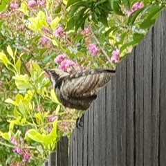 Eudynamys orientalis at Weston, ACT - suppressed