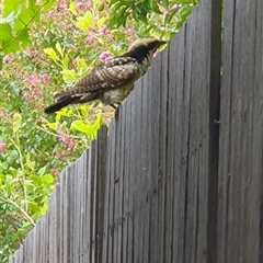 Eudynamys orientalis at Weston, ACT - suppressed