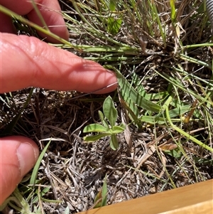 Erigeron sp. at Rendezvous Creek, ACT - 17 Feb 2025 10:54 AM