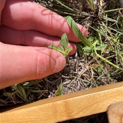 Erigeron sp. at Rendezvous Creek, ACT - 17 Feb 2025 10:54 AM