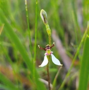 Eriochilus cucullatus (Parson's Bands) at East Lynne, NSW - 11 Mar 2025 by Csteele4