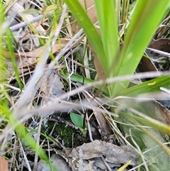 Eriochilus cucullatus at East Lynne, NSW - suppressed