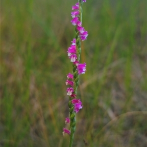 Spiranthes australis at East Lynne, NSW - suppressed