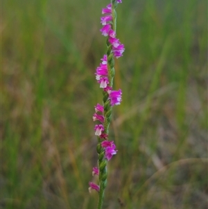 Spiranthes australis (Austral Ladies Tresses) at East Lynne, NSW - 11 Mar 2025 by Csteele4