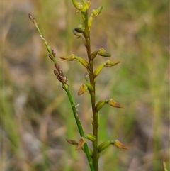 Corunastylis apostasioides (Freak Midge Orchid) at East Lynne, NSW - 11 Mar 2025 by Csteele4