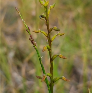 Corunastylis apostasioides at East Lynne, NSW - suppressed