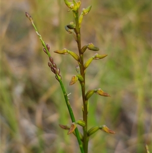 Corunastylis apostasioides (Freak Midge Orchid) at East Lynne, NSW - 11 Mar 2025 by Csteele4