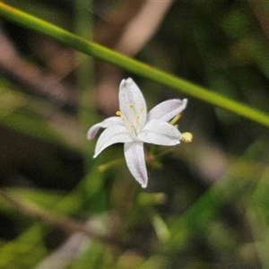 Caesia parviflora var. parviflora (A Grass-lily) at East Lynne, NSW - 11 Mar 2025 by Csteele4