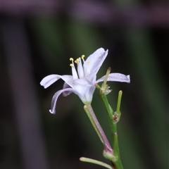 Caesia parviflora var. parviflora at East Lynne, NSW - 11 Mar 2025 04:22 PM