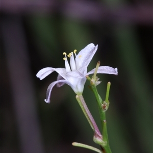 Caesia parviflora var. parviflora at East Lynne, NSW - 11 Mar 2025 04:22 PM
