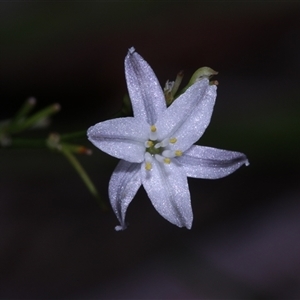 Caesia parviflora var. parviflora at East Lynne, NSW - 11 Mar 2025 04:22 PM