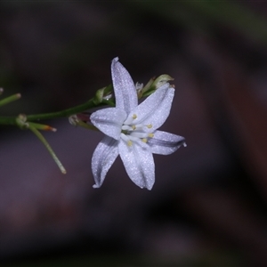 Caesia parviflora var. parviflora at East Lynne, NSW - 11 Mar 2025 04:22 PM