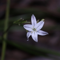 Caesia parviflora var. parviflora at East Lynne, NSW - 11 Mar 2025 04:22 PM