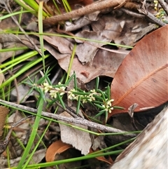 Monotoca scoparia (Broom Heath) at East Lynne, NSW - 11 Mar 2025 by Csteele4