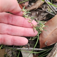 Monotoca scoparia at East Lynne, NSW - 11 Mar 2025 04:55 PM