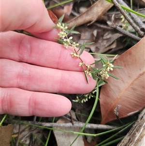 Monotoca scoparia at East Lynne, NSW - 11 Mar 2025 04:55 PM