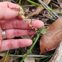 Monotoca scoparia at East Lynne, NSW - 11 Mar 2025 04:55 PM