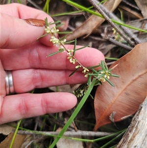 Monotoca scoparia at East Lynne, NSW - 11 Mar 2025 04:55 PM