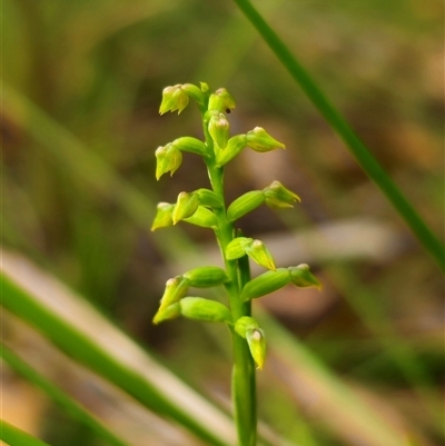 Corunastylis pumila (Green Midge Orchid) at East Lynne, NSW - 11 Mar 2025 by Csteele4