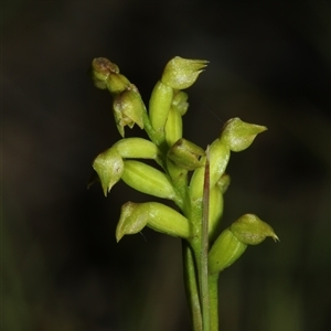 Corunastylis pumila at East Lynne, NSW - suppressed