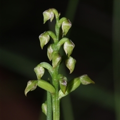 Corunastylis pumila at East Lynne, NSW - suppressed