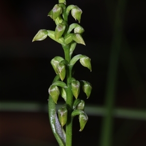 Corunastylis pumila at East Lynne, NSW - suppressed