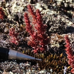 Crassula sieberiana (Austral Stonecrop) at Shannons Flat, NSW - 28 Feb 2025 by AndyRoo