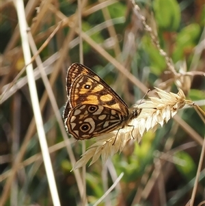 Oreixenica lathoniella at Cotter River, ACT - 6 Mar 2025 11:04 AM