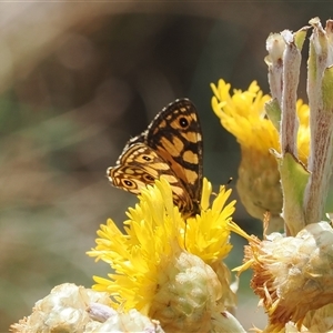 Oreixenica lathoniella at Cotter River, ACT - 6 Mar 2025 11:04 AM