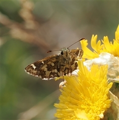 Atkinsia dominula (Two-brand grass-skipper) at Cotter River, ACT - 6 Mar 2025 by RAllen