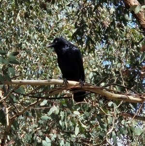 Corvus coronoides at Whitlam, ACT - 11 Mar 2025 01:17 PM