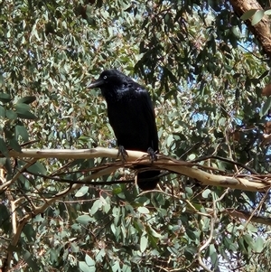 Corvus coronoides (Australian Raven) at Whitlam, ACT - 11 Mar 2025 by sangio7