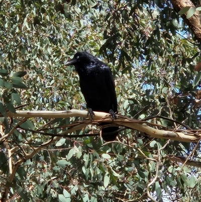 Corvus coronoides at Whitlam, ACT - Today by sangio7