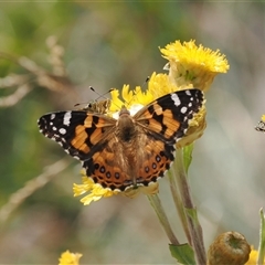 Vanessa kershawi (Australian Painted Lady) at Cotter River, ACT - 6 Mar 2025 by RAllen