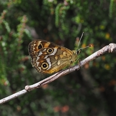 Oreixenica correae (Orange Alpine Xenica) at Cotter River, ACT - 6 Mar 2025 by RAllen