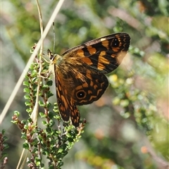 Oreixenica correae at Cotter River, ACT - 6 Mar 2025 11:31 AM