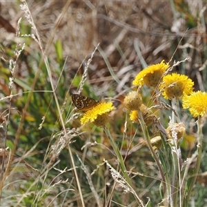 Oreixenica correae at Cotter River, ACT - 6 Mar 2025 11:31 AM