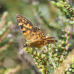 Oreixenica correae at Cotter River, ACT - 6 Mar 2025 11:31 AM