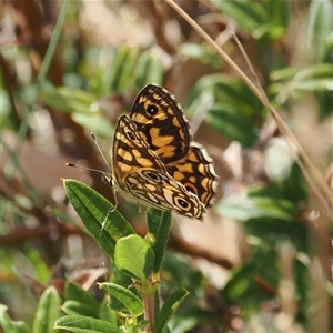 Oreixenica lathoniella (Silver Xenica) at Cotter River, ACT - 6 Mar 2025 by RAllen