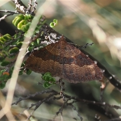 Acodia undescribed species (A Geometer moth) at Cotter River, ACT - 6 Mar 2025 by RAllen