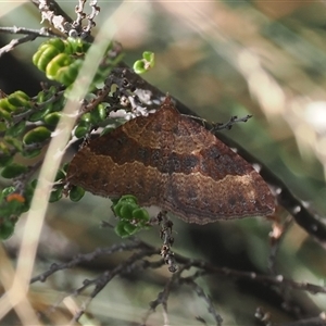 Acodia undescribed species (A Geometer moth) at Cotter River, ACT - 6 Mar 2025 by RAllen