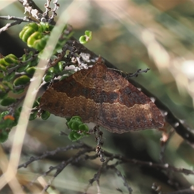 Acodia undescribed species (A Geometer moth) at Cotter River, ACT - 6 Mar 2025 by RAllen